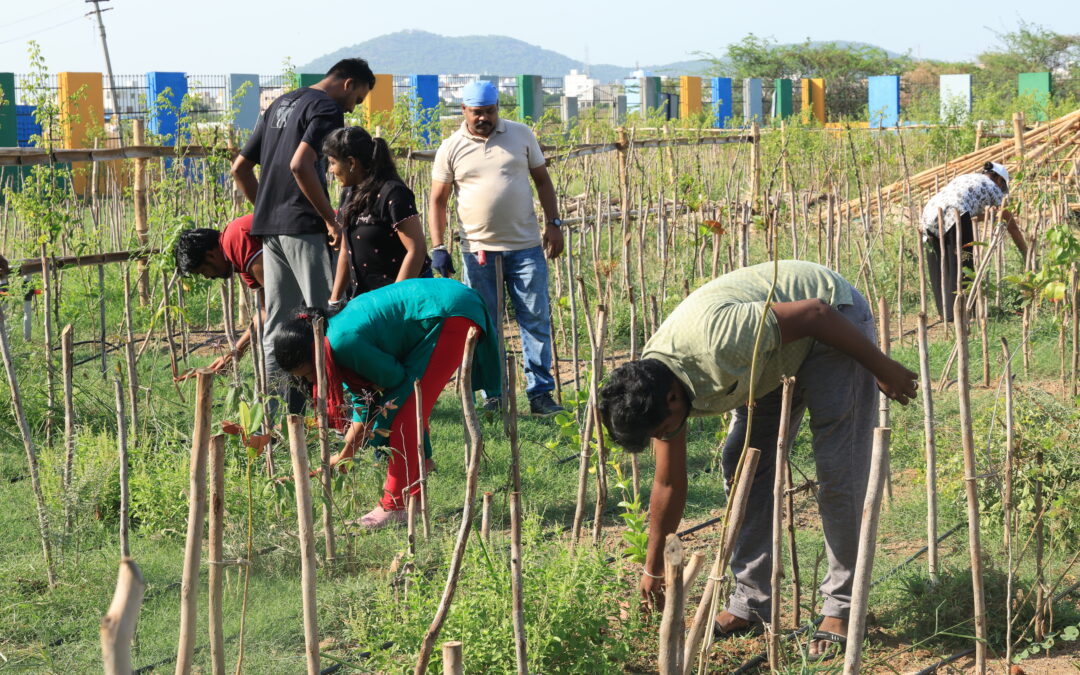 Tree care Maintenance_Aynavaram